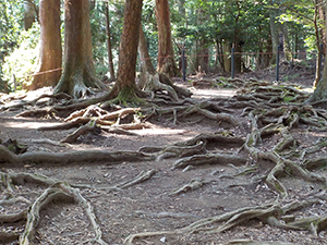 木の根道
